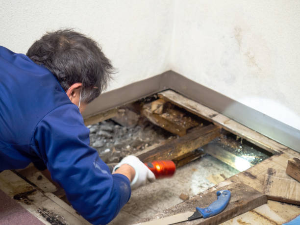 Best Emergency Mold Remediation in Vinton, TX
