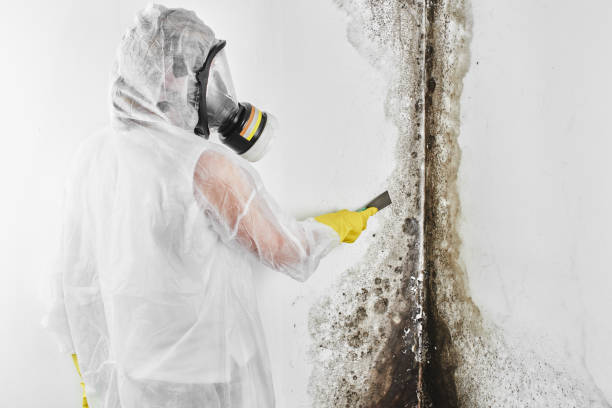 Best Commercial Mold Remediation in Vinton, TX