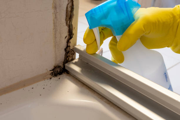 Best Kitchen Mold Remediation in Vinton, TX