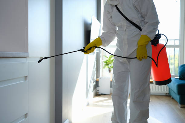Best Basement Mold Remediation in Vinton, TX