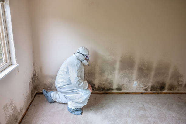 Trusted Vinton, TX Mold Remediation Experts