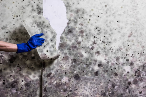 Best Attic Mold Remediation in Vinton, TX